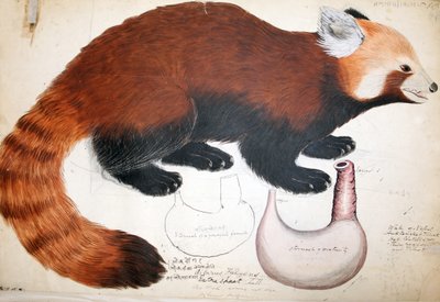 Hodgson Manuscritos Red Panda, 1831-47 (wc, caneta e tinta sobre papel) de Raj Man Singh