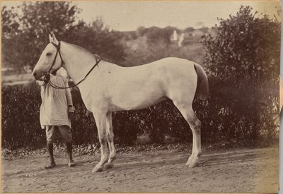 O cavalo do capitão Bailward, Jhansi (verso, à direita) de Raja Deen Dayal