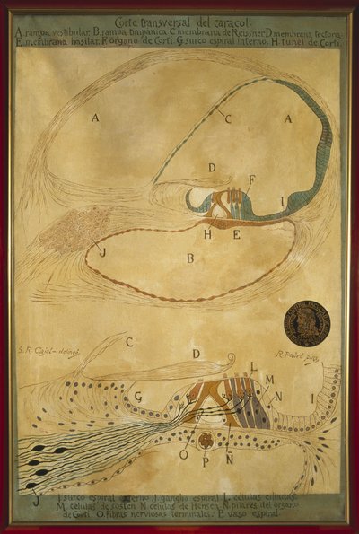 Corte transversal de um caracol, pintura de Ramon Padro i Pedret de Ramón Padró y Pedret