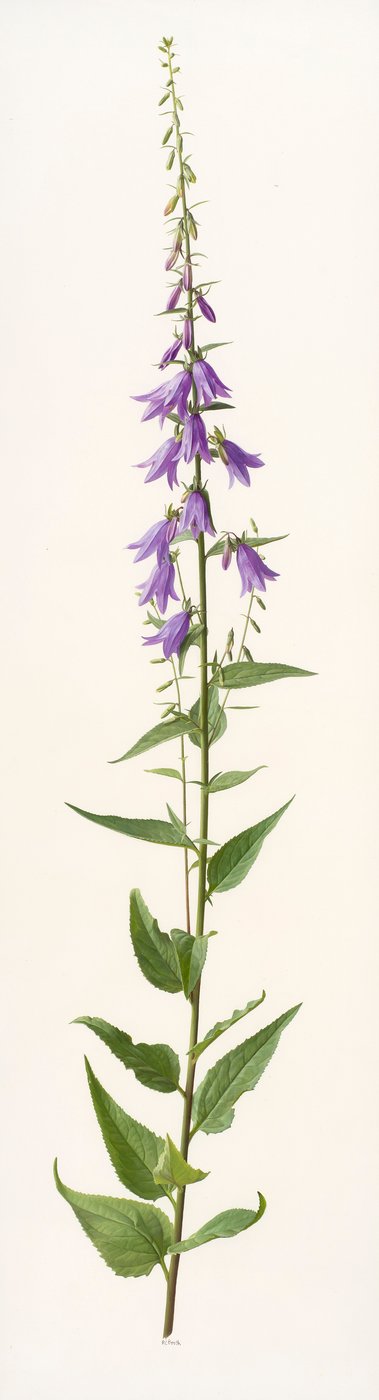 Adenophora species (óleo sobre papel) de Raymond Booth