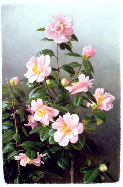 Variedade Camellia Japonica de Raymond Booth