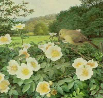 Rosa dos campos e toutinegra do salgueiro de Raymond Booth