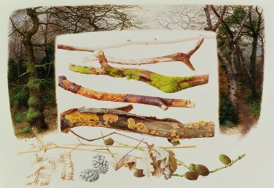 Objectos do bosque de inverno, 2000 (óleo sobre papel) de Raymond Booth