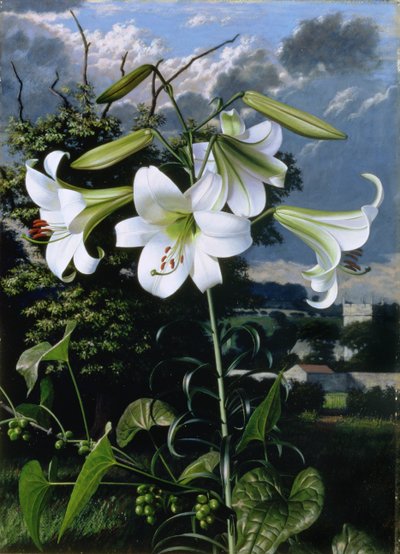 Lilium Emerald, c.1959 (óleo sobre cartão) de Raymond Booth