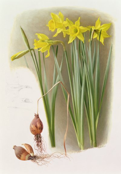 Narciso Hispânico Bujei de Raymond Booth