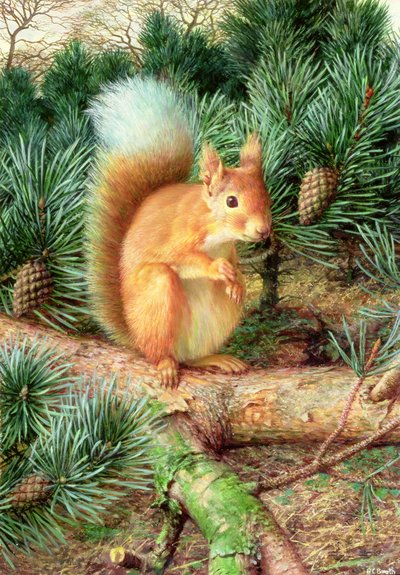 Esquilo vermelho de Raymond Booth