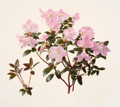 Rhododendron moupinense de flor rosa (óleo sobre papel) de Raymond Booth
