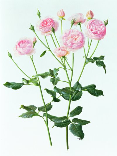Rosa "Heritage de Raymond Booth