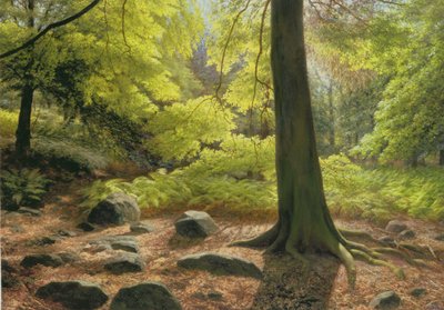 Sol de primavera em Adel Woods de Raymond Booth
