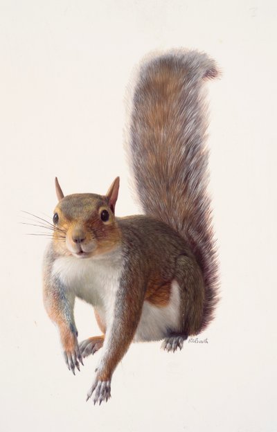 Estudo de um esquilo cinzento (óleo sobre papel) de Raymond Booth