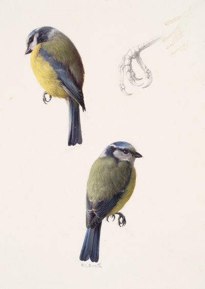 Dois estudos de um chapim-azul (óleo sobre papel) de Raymond Booth