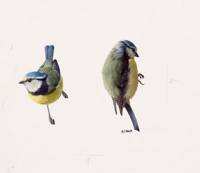 Dois estudos de um chapim-azul (óleo sobre papel) de Raymond Booth
