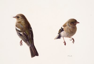 Dois estudos de um tentilhão fêmea (óleo sobre papel) de Raymond Booth
