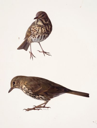 Dois estudos de um tordo (óleo sobre papel) de Raymond Booth