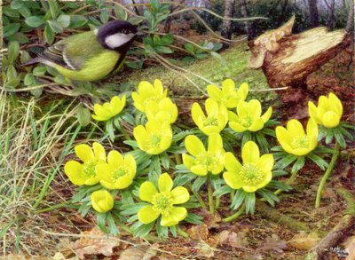 Aconites de inverno, 2000 (óleo sobre tábua) de Raymond Booth