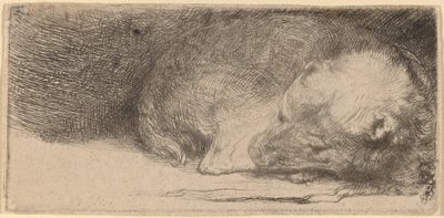 Cachorrinho dormindo de Rembrandt van Rijn