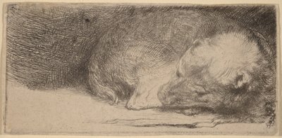 Cachorrinho a dormir de Rembrandt van Rijn
