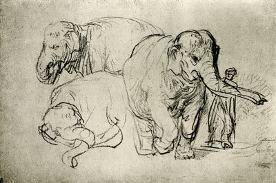 Estudo de elefantes de Rembrandt van Rijn