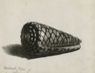 A concha (Conus marmoreus), 1650 de Rembrandt van Rijn