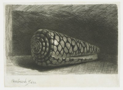 A concha de Rembrandt van Rijn