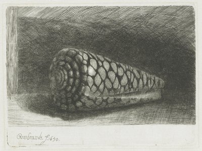 A concha de Rembrandt van Rijn