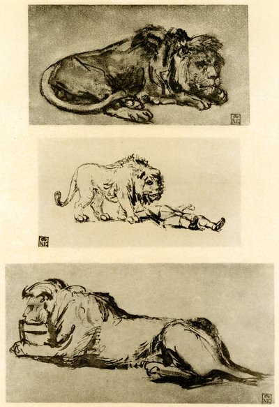 Três estudos de leão de Rembrandt van Rijn