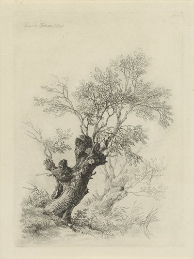 Salgueiro de Remigius Adrianus Haanen
