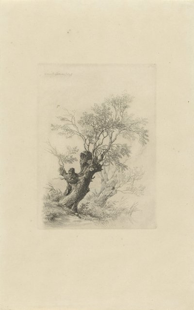 Salgueiro de Remigius Adrianus Haanen