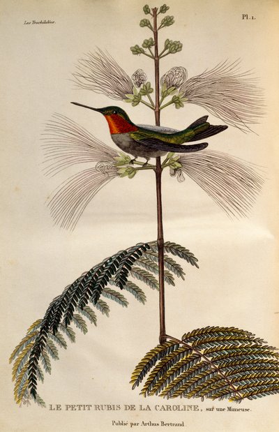 Beija-flor de garganta rubi (Archilochus colubris), gravura de Les trochilidees ou les colibris et les oiseaux-mouches de René Primevère Lesson