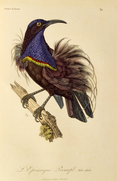 Macho adulto de Riflebird do Paraíso (Ptiloris paradiseus), gravura da Histoire naturelle des oiseaux de paradis et des epimagues de René Primevère Lesson