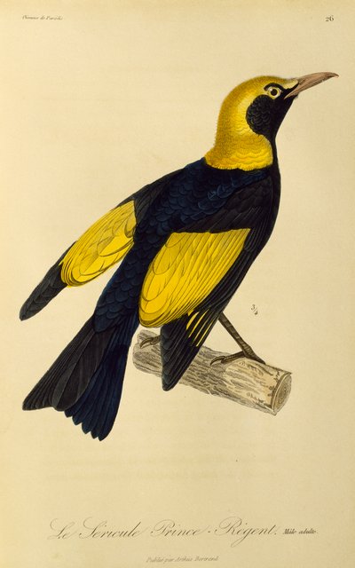 Macho adulto de Regente Bowerbird (Sericulus chrysocephalus), gravura de História Natural de Aves do Paraíso e Epimagues de René Primevère Lesson