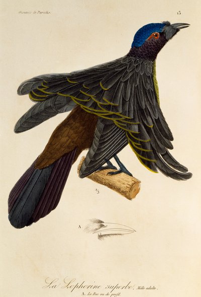 Macho adulto de Superbirdof-Paradise (Lophorina superba), gravura da Histoireire naturelle des oiseaux de paradis et des epimagues de René Primevère Lesson