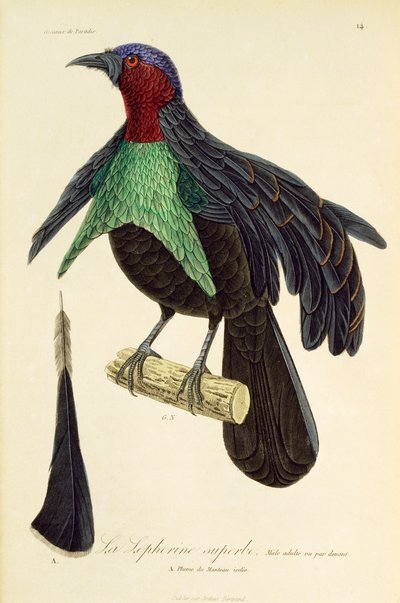Macho adulto de Superbirdof-Paradise (Lophorina superba), gravura da Histoireire naturelle des oiseaux de paradis et des epimagues de René Primevère Lesson