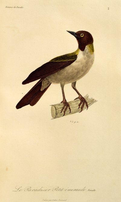 Fêmea de Ave-do-Paraíso Menor (Paradisaea minor), gravura da História Natural de Aves do Paraíso e Epimagues de René Primevère Lesson