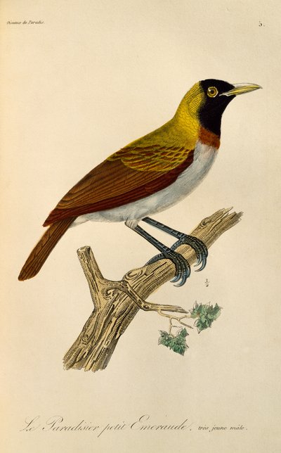 Homem jovem de Ave de Paraíso Menor (Paradisaea minor), gravura da Histoireire naturelle des oiseaux de paradis et des epimagues de René Primevère Lesson