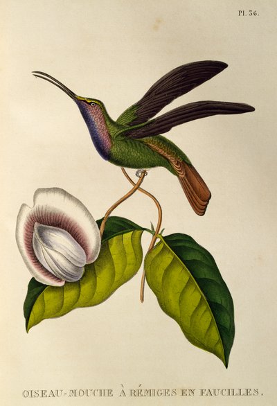 Lazuline Sabrewing (Campylopterus falcatus), gravura de Les trochilidees ou beija-flores e beija-flores de René Primevère Lesson