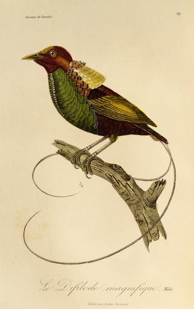 Macho da Magnífica Ave-do-paraíso (Cicinnurus magnificus), gravura da História Natural das Aves do Paraíso e Epimagos de René Primevère Lesson