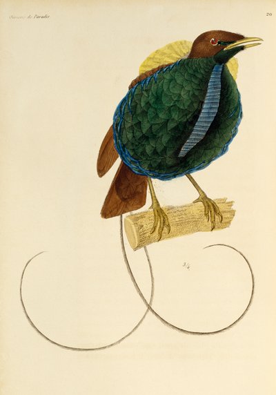 Macho da Magnífica Ave-do-paraíso (Cicinnurus magnificus), gravura da História Natural das Aves do Paraíso e Epimagos de René Primevère Lesson