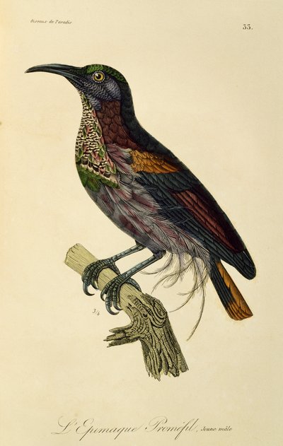 Macho paraíso Riflebird (Ptiloris paradiseus), gravura de Histoire naturelle des oiseaux de paradis et des epimagues de René Primevère Lesson