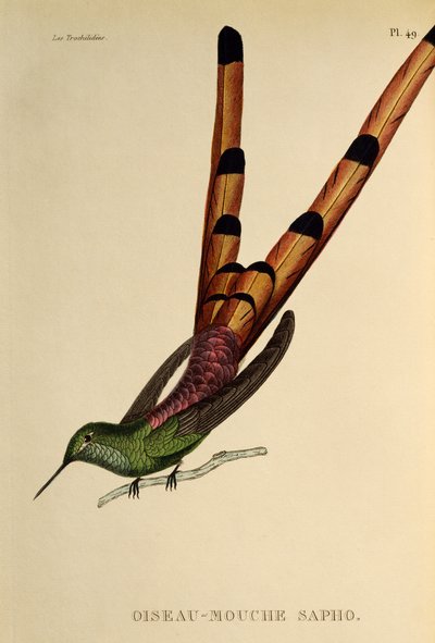 Cometa de cauda vermelha (Sappho sparganurus), gravura de Os trochilides ou beija-flores e beija-flores de René Primevère Lesson