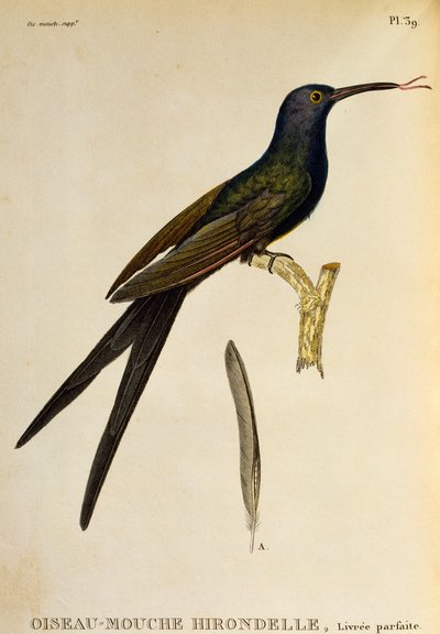 Beija-flor de cauda de andorinha (Eupetomena macroura), gravura de Les trochilidees ou les colibris et les oiseaux-mouches de René Primevère Lesson