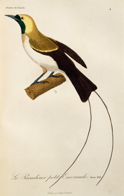 Jovem macho de Ave-do-Paraíso Menor (Paradisaea minor), gravura de História Natural de Aves do Paraíso e Epimagues de René Primevère Lesson