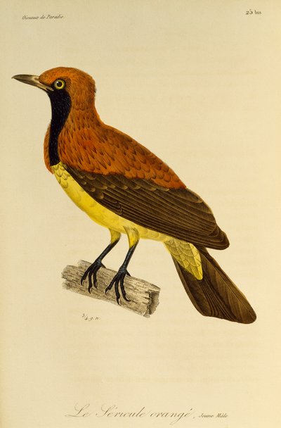Jovem macho de Mascarilha (Sericulus aureus), gravura da Histoire naturelle des oiseaux de paradis et des epimagues de René Primevère Lesson