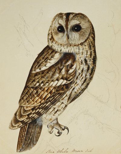 Brown Owl (Strix Easy) de Rev. C. Atkinson