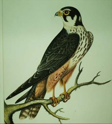 Hobby (aquarela) de Rev. C. Atkinson