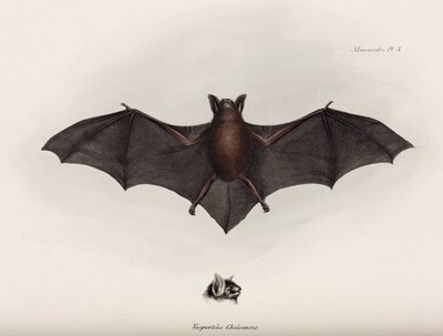 Bat, América do Sul, c 1832-1836 de John Pardon