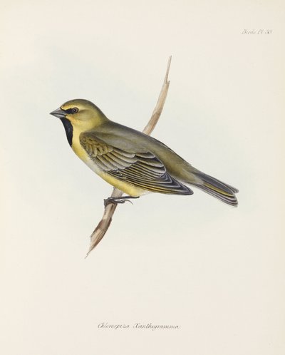 Finch, c 1832-1836 de John Pardon