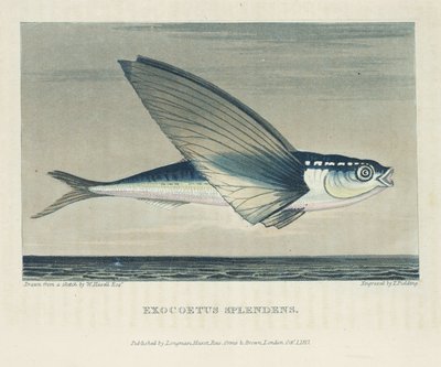Peixes voadores de John Pardon