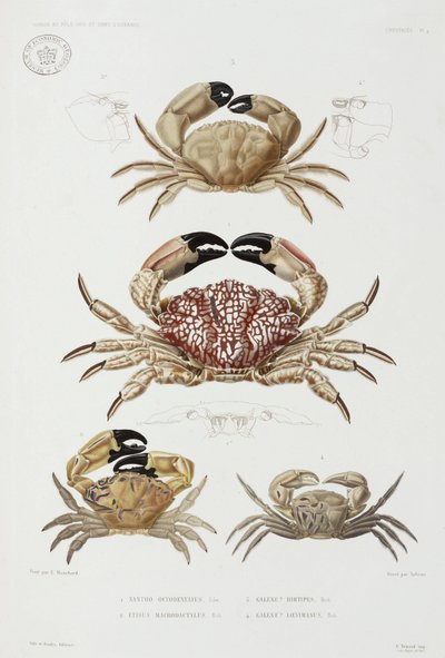 Quatro tipos de caranguejo de John Pardon