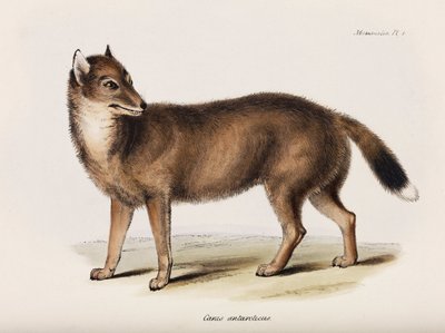 Fox, Ilhas Malvinas, c 1832-1836 de John Pardon